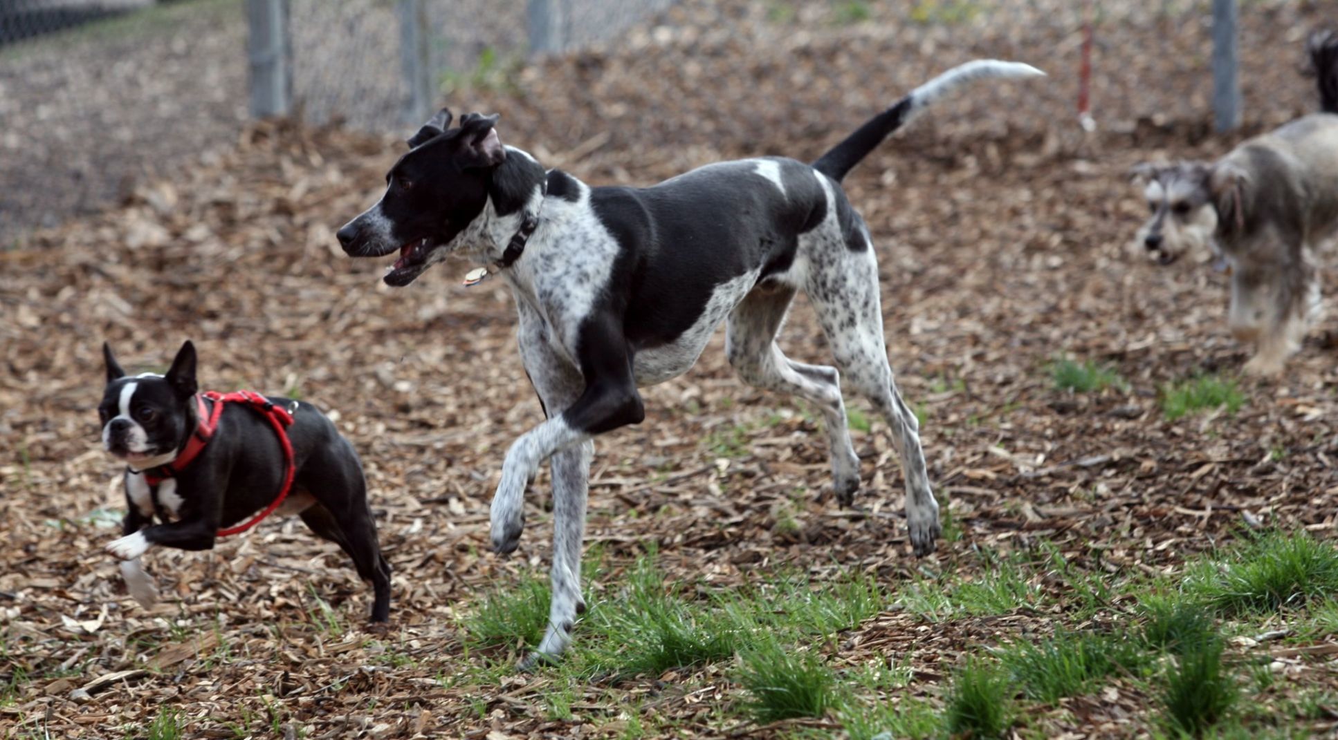 EV6dogpark0415